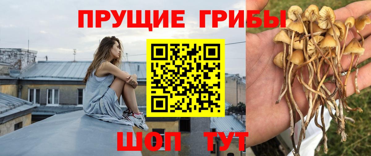 Галлюциногенные грибы Psilocybine cubensis  Вход с VPN  Краснотурьинск 